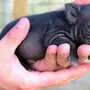 Черная свинья