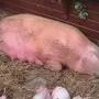 Как выглядит свинья перед опоросом