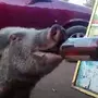 Пьяная свинья картинки