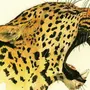 Категория Леопард