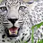 Виды леопардов список