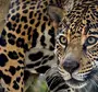 Виды леопардов список