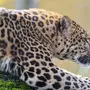 Фотки леопарда