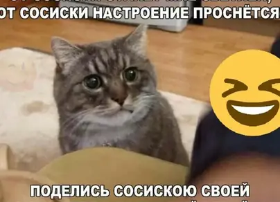 Фотки котиков мем