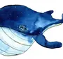 Сообщество синий кит и информация