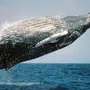 Виды Китов С Названиями