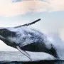 Покажи фотку кита