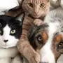 Фотки собак и котят