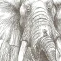 Слон рисунок карандашом
