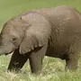 Слоник для детей