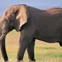 Виды Слонов С Названиями