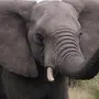 Хобот слона