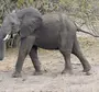 Хвост слона