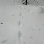 Следы лося на снегу
