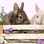 Весенние картинки с кроликами