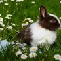 Весенние Картинки С Кроликами