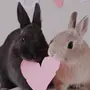 Любовь кроликов картинки
