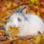 Заяц листопадничек
