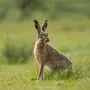 Заяц русак