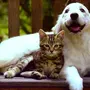 Кот и собакаграфии