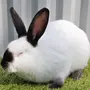 Калифорнийский кролик