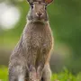 Картинка заяц в природе