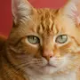 Фотографии рыжих котов