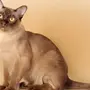 Бурманская Кошка
