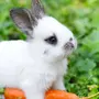 Картинки Кроликов Зайцев