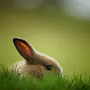 Картинки На Заставку Кролик
