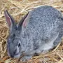 Серый Кролик