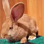 Кролик ризен