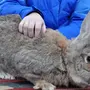 Кролик ризен