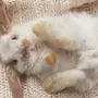 Спящий кролик