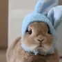 Кролик прикольные картинки
