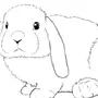 Кролики Картинки Нарисованные