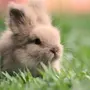Кролики Красивые