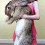 Крупные кролики