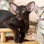 Ориенталы кошки