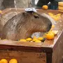 Капибары с апельсином на голове